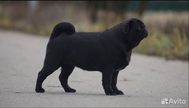 Мопс девочка, черная жемчужина