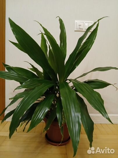 Домашние экзотические растения