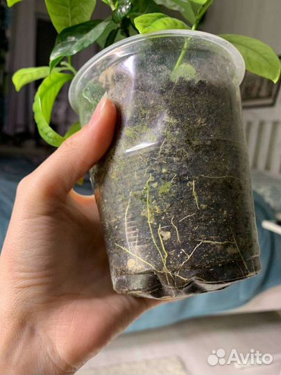 Гардения жасминовидная