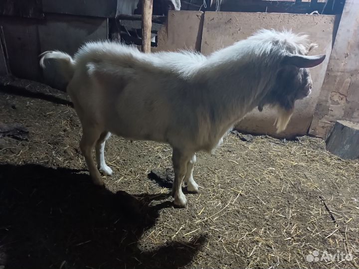 Козел зааненский