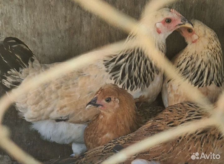 Куры молодки