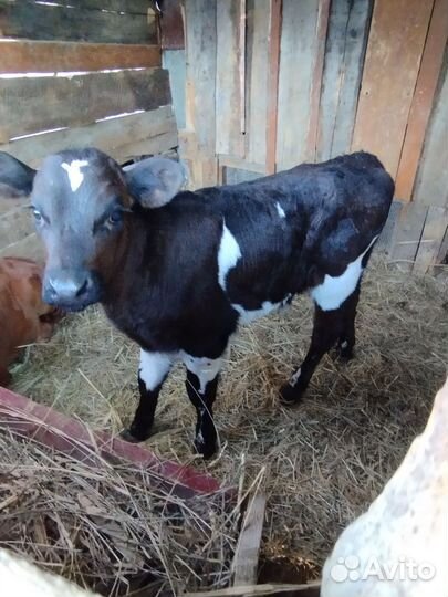 2 Бычка и Телочка