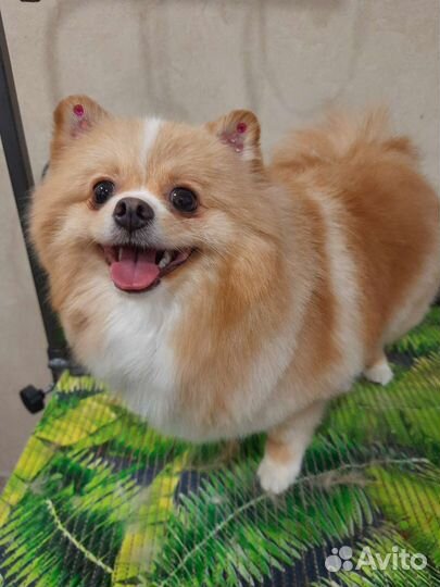 Грумер стрижка собак с выездом на дом