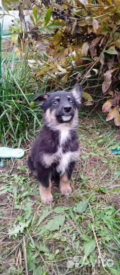 Щенки лайки