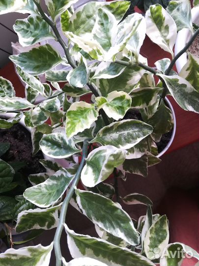 Педилантус