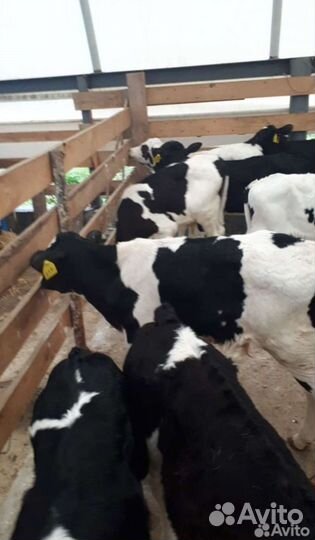 Бычеи холмогоры