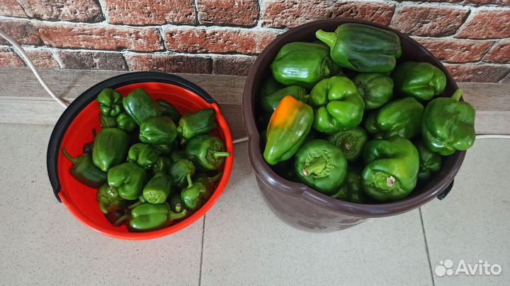 Перец болгарский 15 л