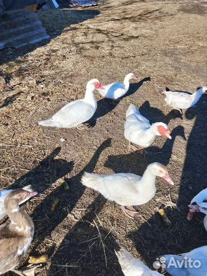 Мускусные утки