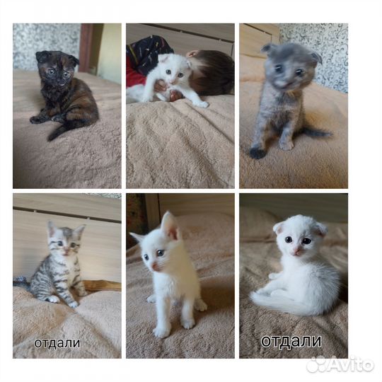 Отдам Очаровательных котят