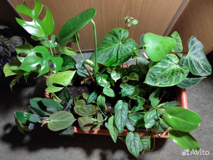 Филодендрон, монстера, эпипремиум, перец