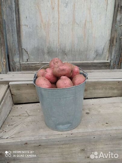 Домашний картофель