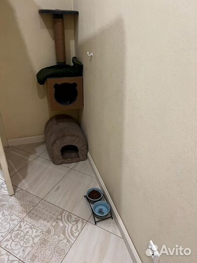 Отдам бесплатно, котик шотландский вислоухий