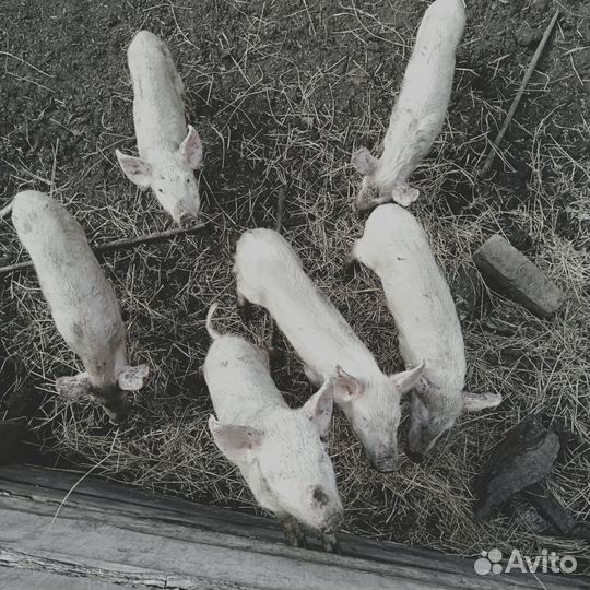 Поросенок ландрас