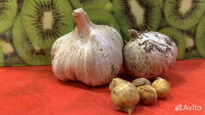 Чеснок рокамболь