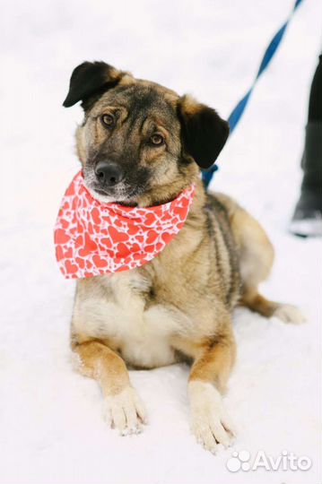 Отдам в хорошие руки Миру