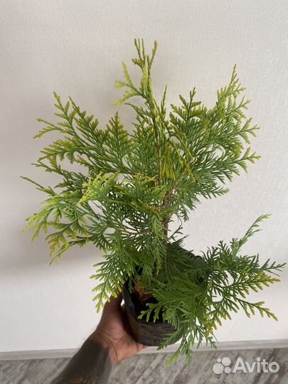 Туя Европа Голд