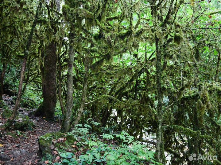 Индивидуальные экскурсии по Сочи. Гид в Сочи