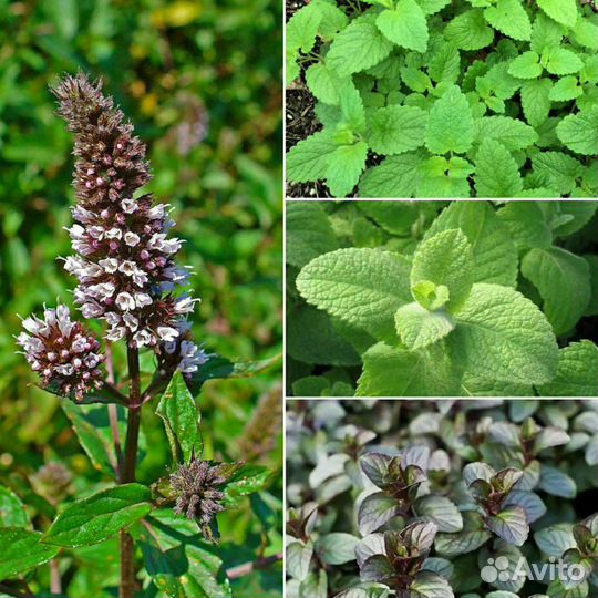 Травы Прованса с корнем: мята, розмарин, шалфей