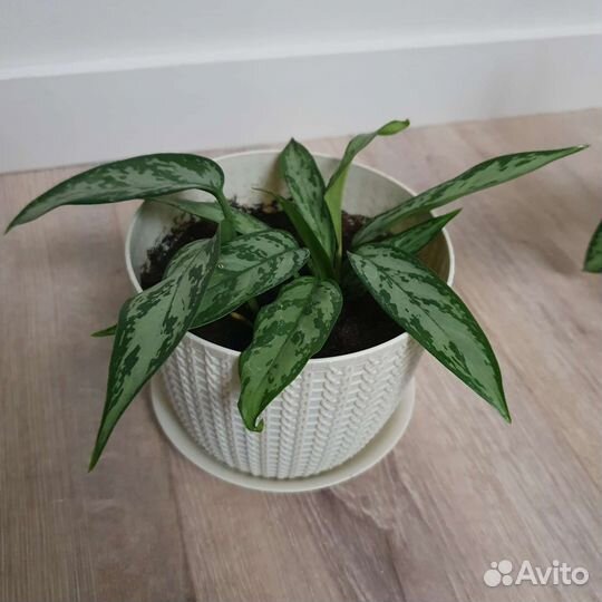 Аглаонема-мартя Спатифиллум Бамбук традесканциярео