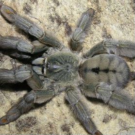 Паук птицеед самка Psalmopoeus cambridgei