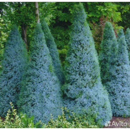 Picea glauca Sanders Blue 30см