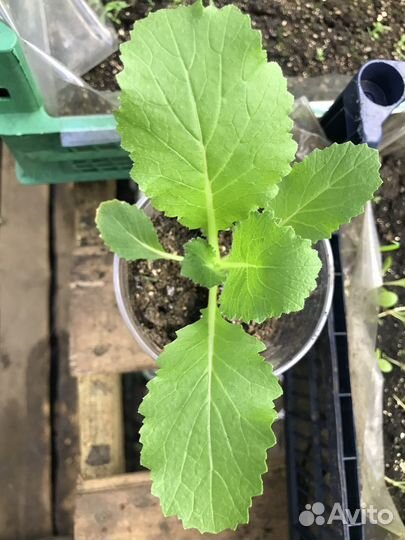 Рассада пекинской капусты