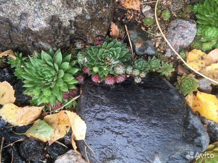 Молодило каменная роза