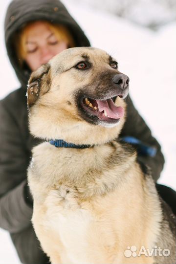 Добрая собака в добрые руки