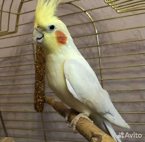 Попугай корелла и неразлучники