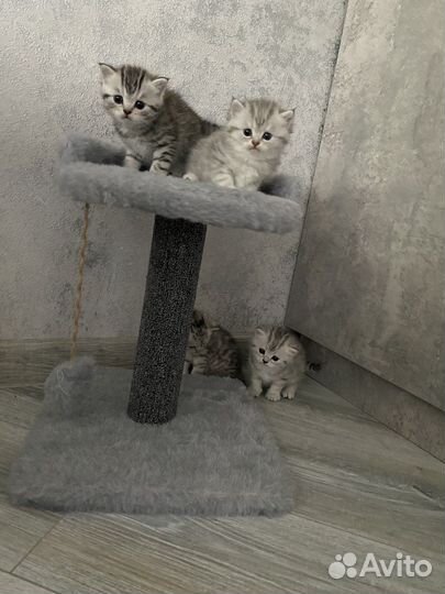 Шотландские мраморные котята