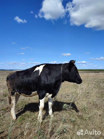 Стельная нетель