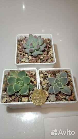 Суккуленты, эхеверии