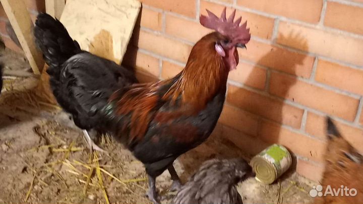 Петухи