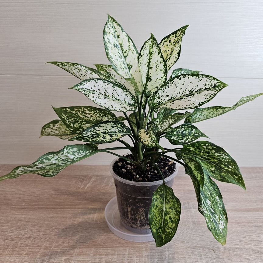 Екатерина Гамованың эротикалық суреті