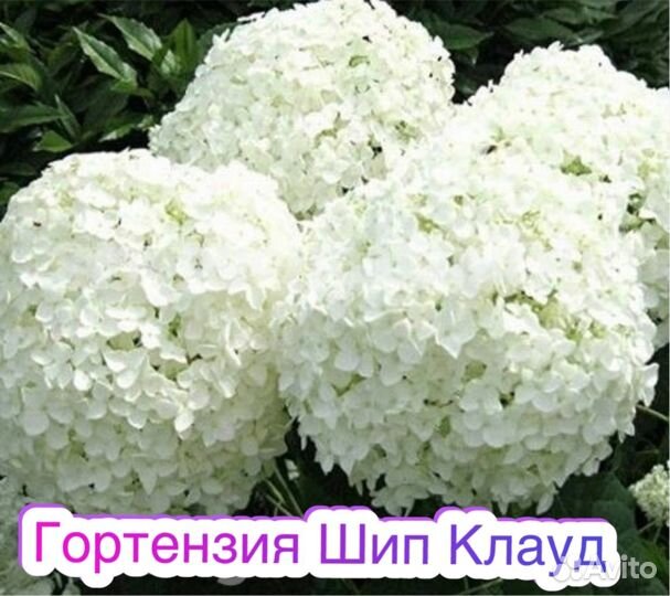 Гортензия шип клауд