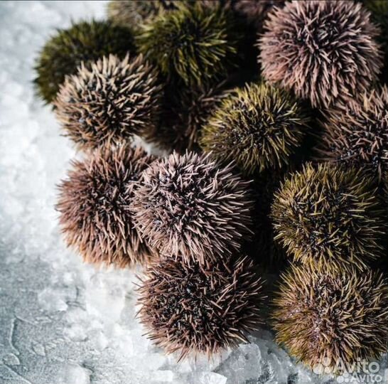 Живые морепродукты