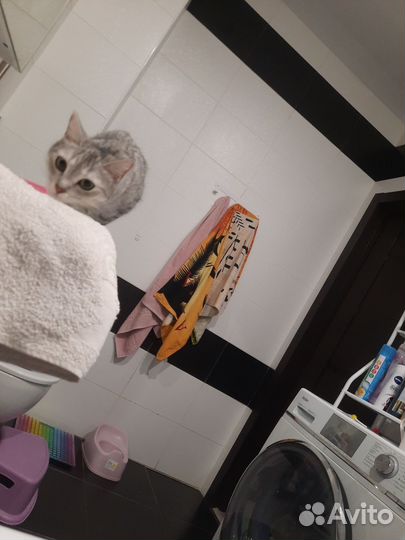 Отдам в хорошие руки кошку