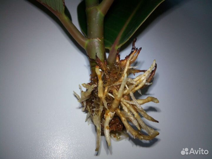 Фикус Эластика Робуста