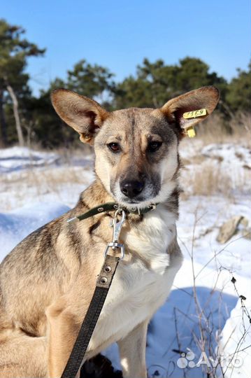 Астрид в добрые руки