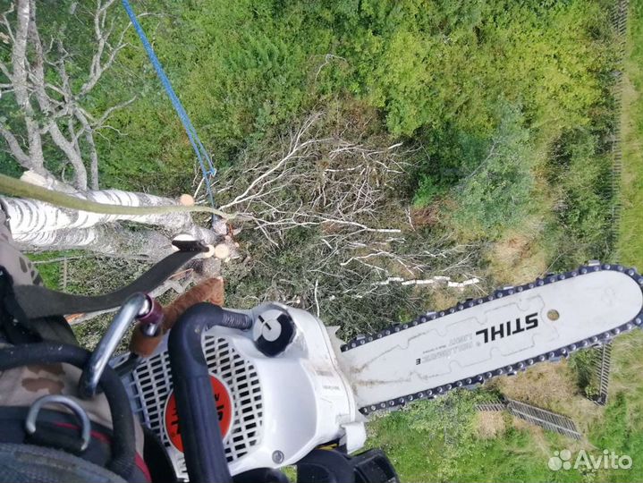 Спил деревьев