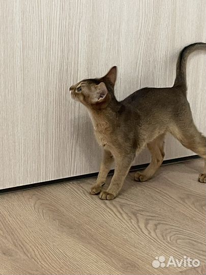 Обессинская кошка