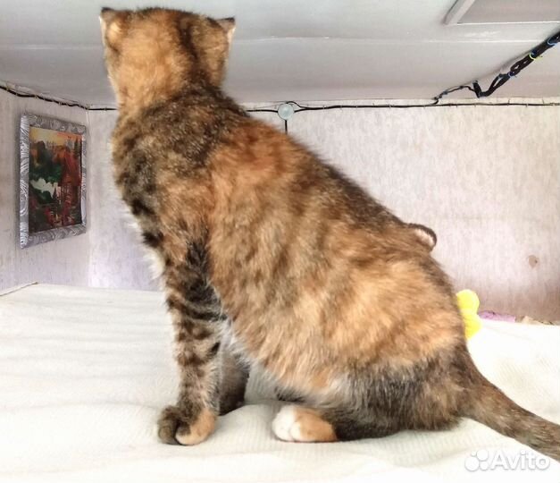 Котятки в добрые, заботливые руки