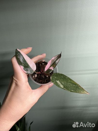 Филодендрон розовая принцесса / pink princess