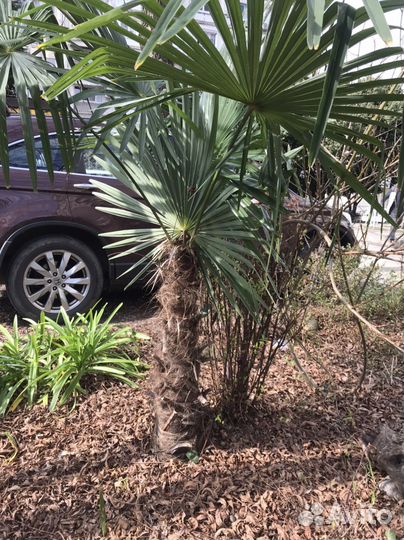 Пальма веерная