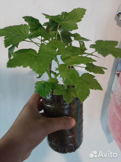 Черная смородина саженцы