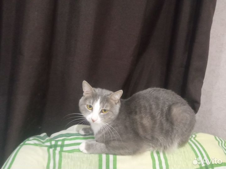 Коты-красавцы в добрые, ласковые руки. кошка