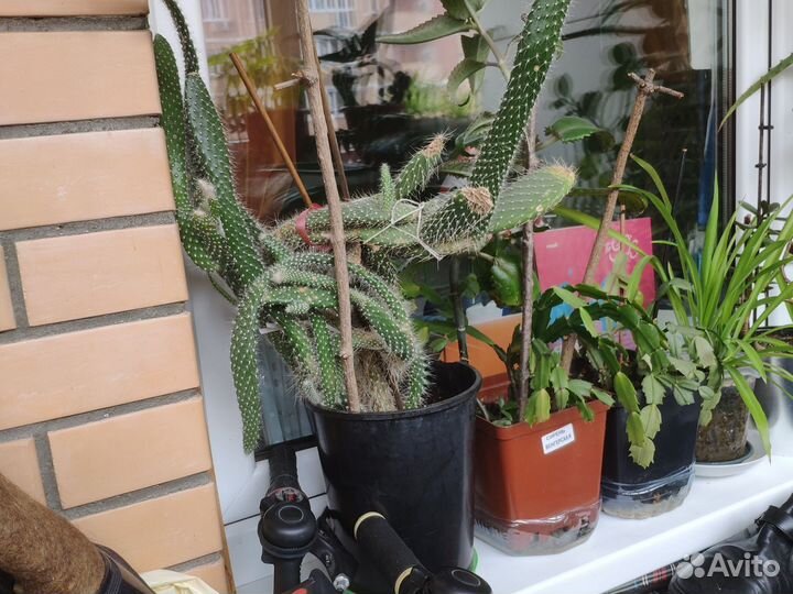 Продаю кактусы