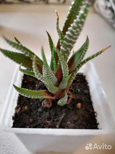 Цветы в дом