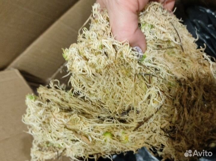 Свежий мох сфагнум