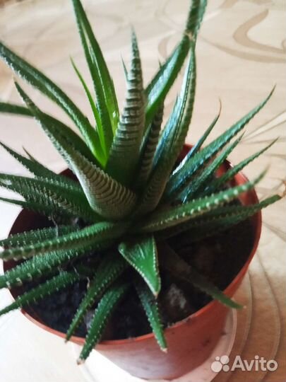 Цветы домашние